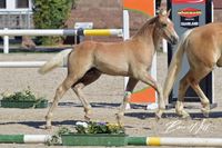 Whisky Fox W *09.05.2024, Sieger Haflinger/Edelbluthaflinger