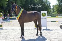 Dancier Gold - Fashion S *02.05.2020, 4-j.Siegerstute Warmblut Dressur