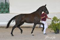 Dancier Gold - Fashion S *02.05.2020, 4-j.Siegerstute Warmblut Dressur