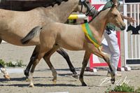 HF v. FS Champion de Luxe - D-Day AT *24.04.2024 Sieger Deutsches Reitpony