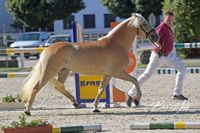 Isi *27.07.2021, Siegerstute Haflinger