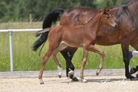 SF v. Denzel van het Meulenhof - Nabab de Reve *10.05.2024